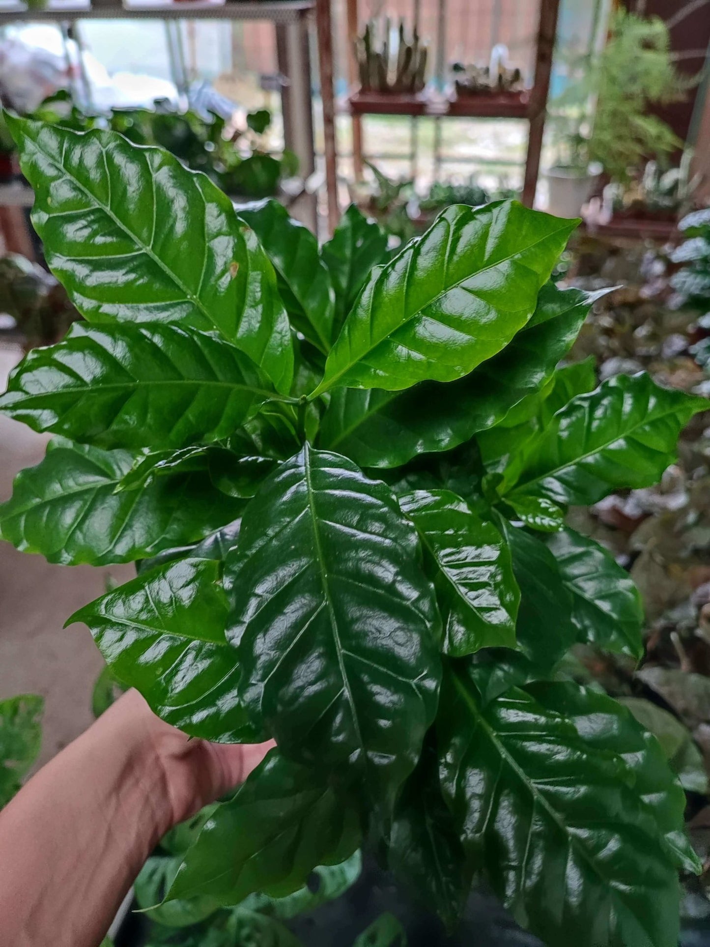 Pianta del caffè - ValmaflorPianta del caffèValmaflorValmaflorPianta del caffè - Valmaflor435434373