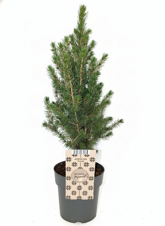 Picea - Valmaflor#ValmaflorValmaflorPicea15Pianta da esterno