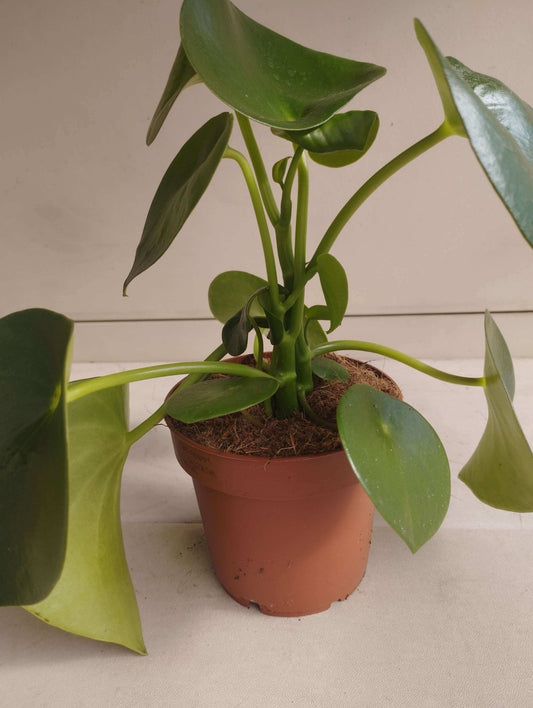 Pilea Peperomia - ValmaflorPilea PeperomiaValmaflorValmaflorPilea Peperomia - Valmaflor6447478912 cmPeperomiaPianta delle monete