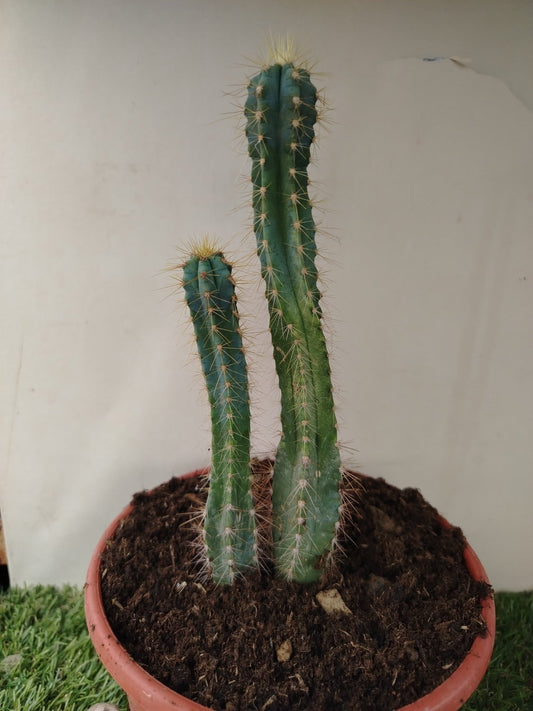 Pilosocereus pachycladus - ValmaflorValmaflorValmaflorPilosocereus pachycladus