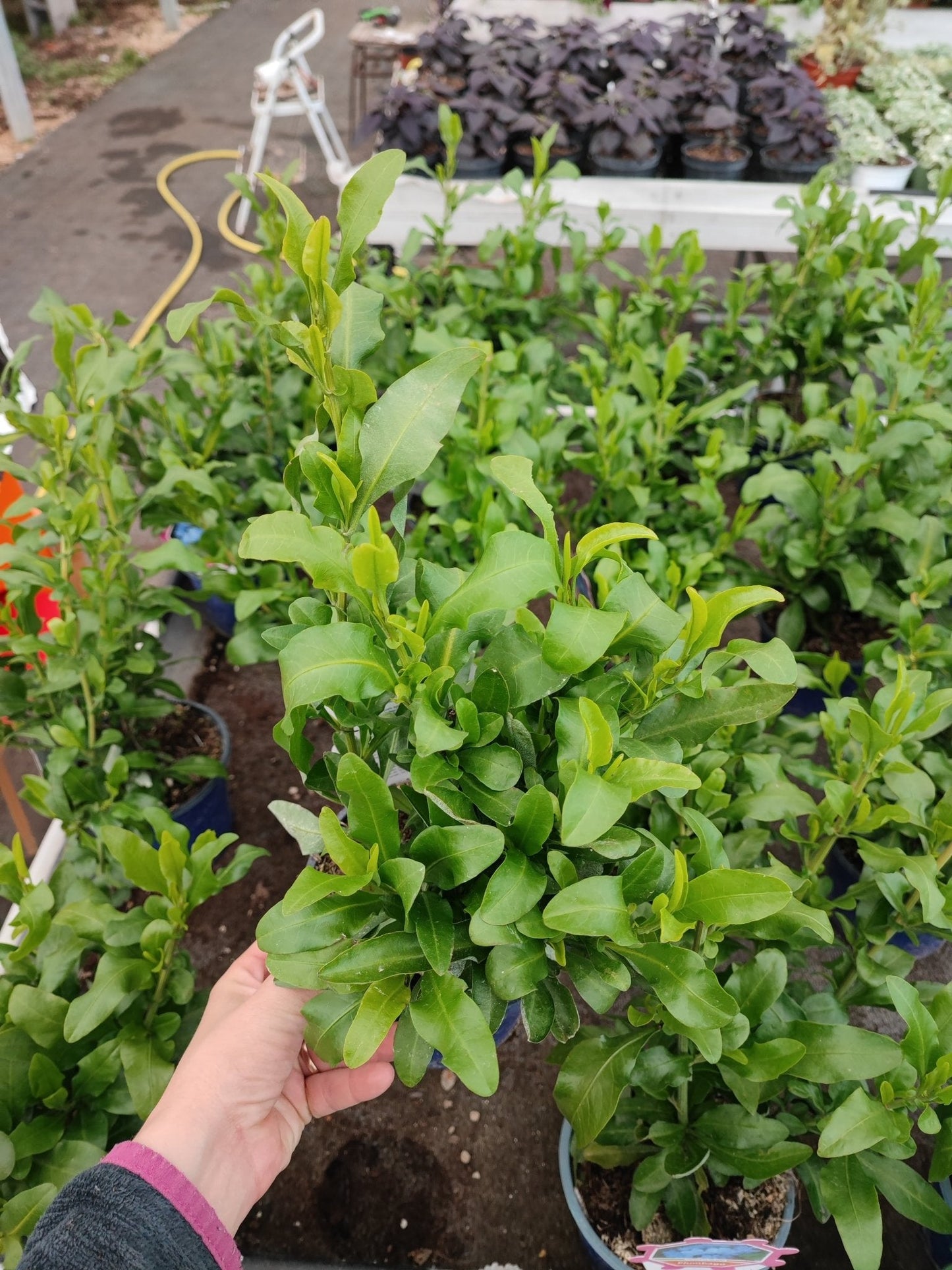 Plumbago - ValmaflorValmaflorValmaflorPlumbago - ValmaflorValmaflorValmaflorPlumbago1414