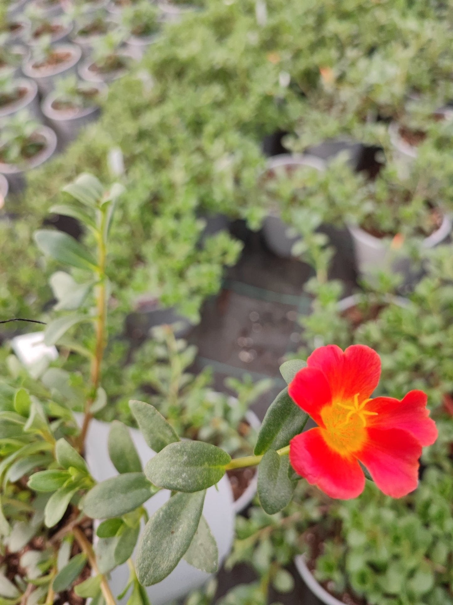 Portulaca - ValmaflorValmaflorValmaflorPortulaca - ValmaflorValmaflorValmaflorPortulacarosaRosa14 cm