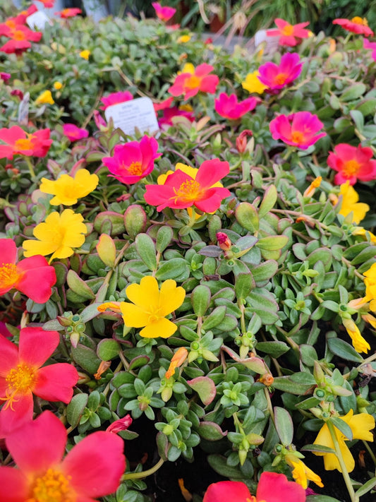 Portulaca - ValmaflorValmaflorValmaflorPortulaca - ValmaflorValmaflorValmaflorPortulaca
