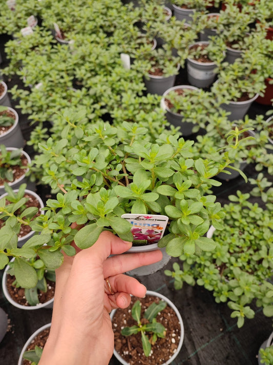 Portulaca - ValmaflorValmaflorValmaflorPortulaca - ValmaflorValmaflorValmaflorPortulacarosaRosso14 cm