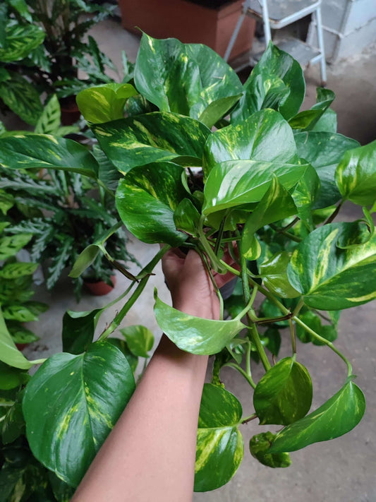 Pothos - ValmaflorPothosValmaflorValmaflorPothos - Valmaflor