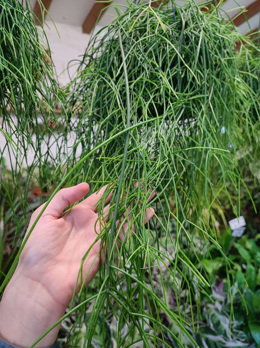 Rhipsalis oasis - ValmaflorValmaflorValmaflorRhipsalis oasis - ValmaflorValmaflorValmaflorRhipsalis oasis - Valmaflor