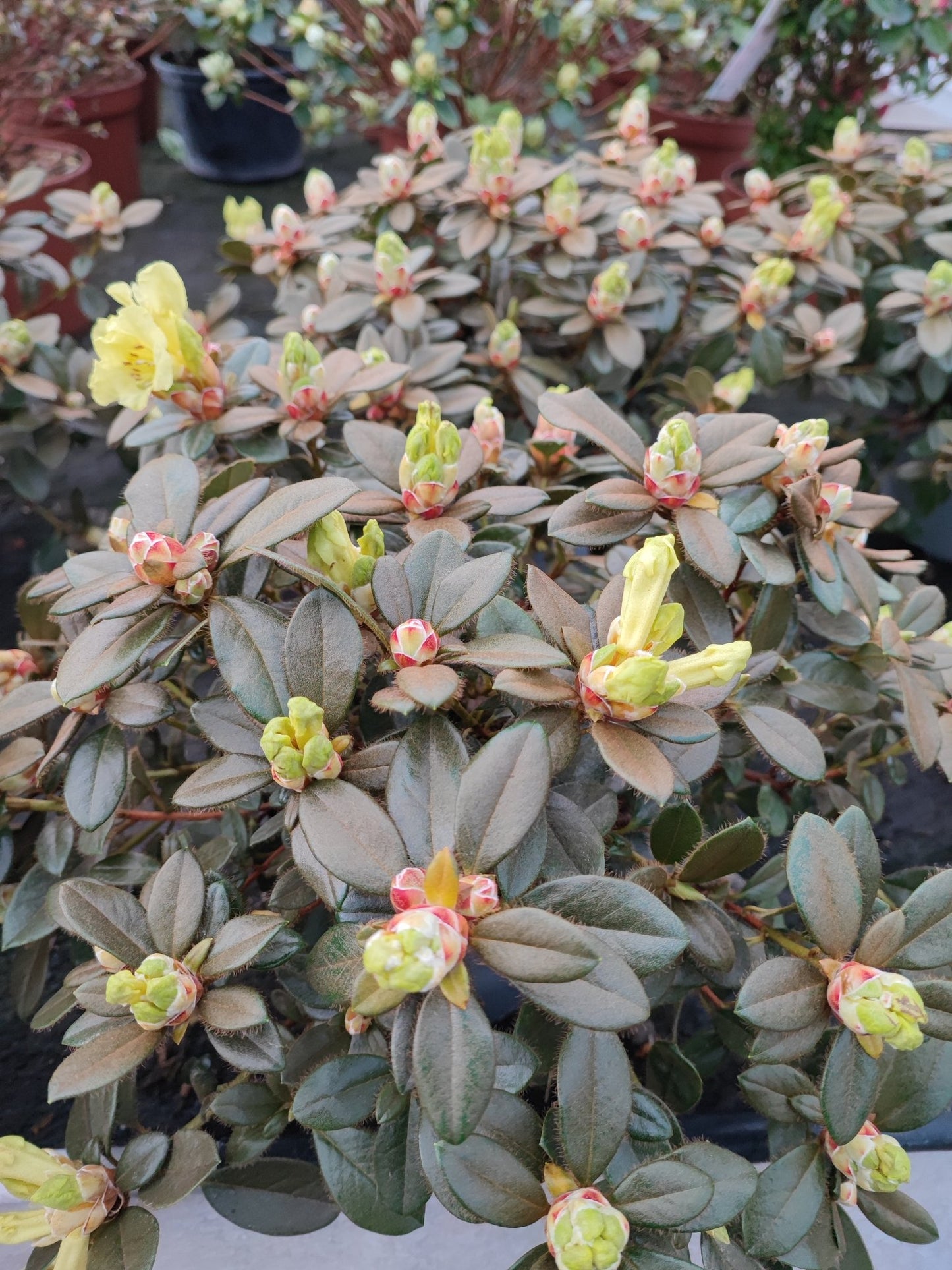 Rhododendron simsi - Valmaflor#ValmaflorValmaflorRhododendron simsi