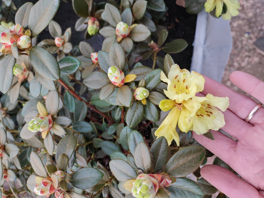 Rhododendron simsi - Valmaflor#ValmaflorValmaflorRhododendron simsi