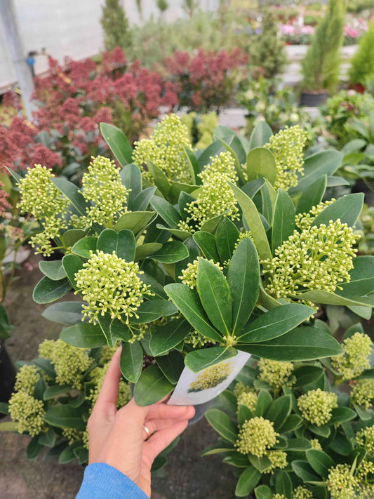 Skimmia Japonica Finchy