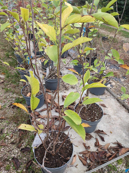 Magnolia soulageana