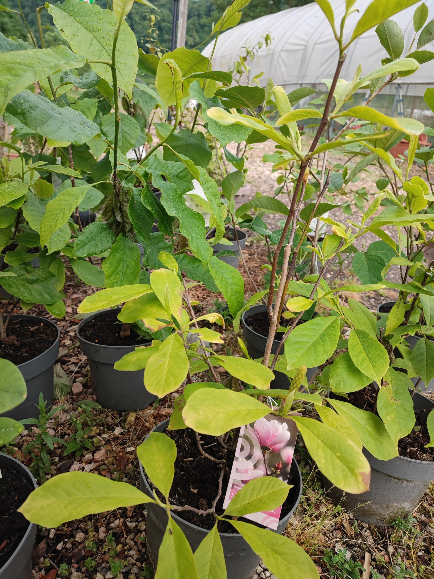 Magnolia