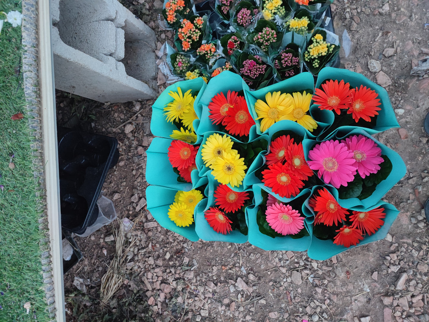 Gerbera