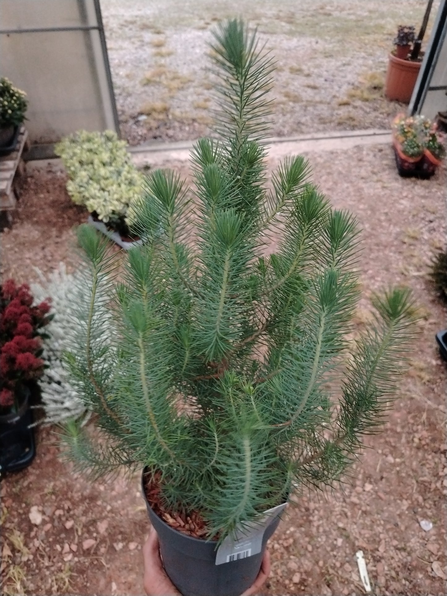 Pinus pinea silver crest