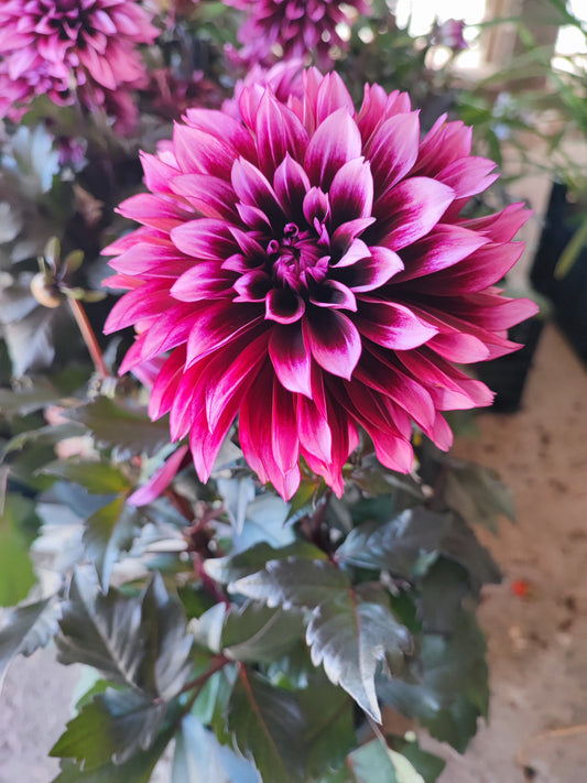 Dahlia