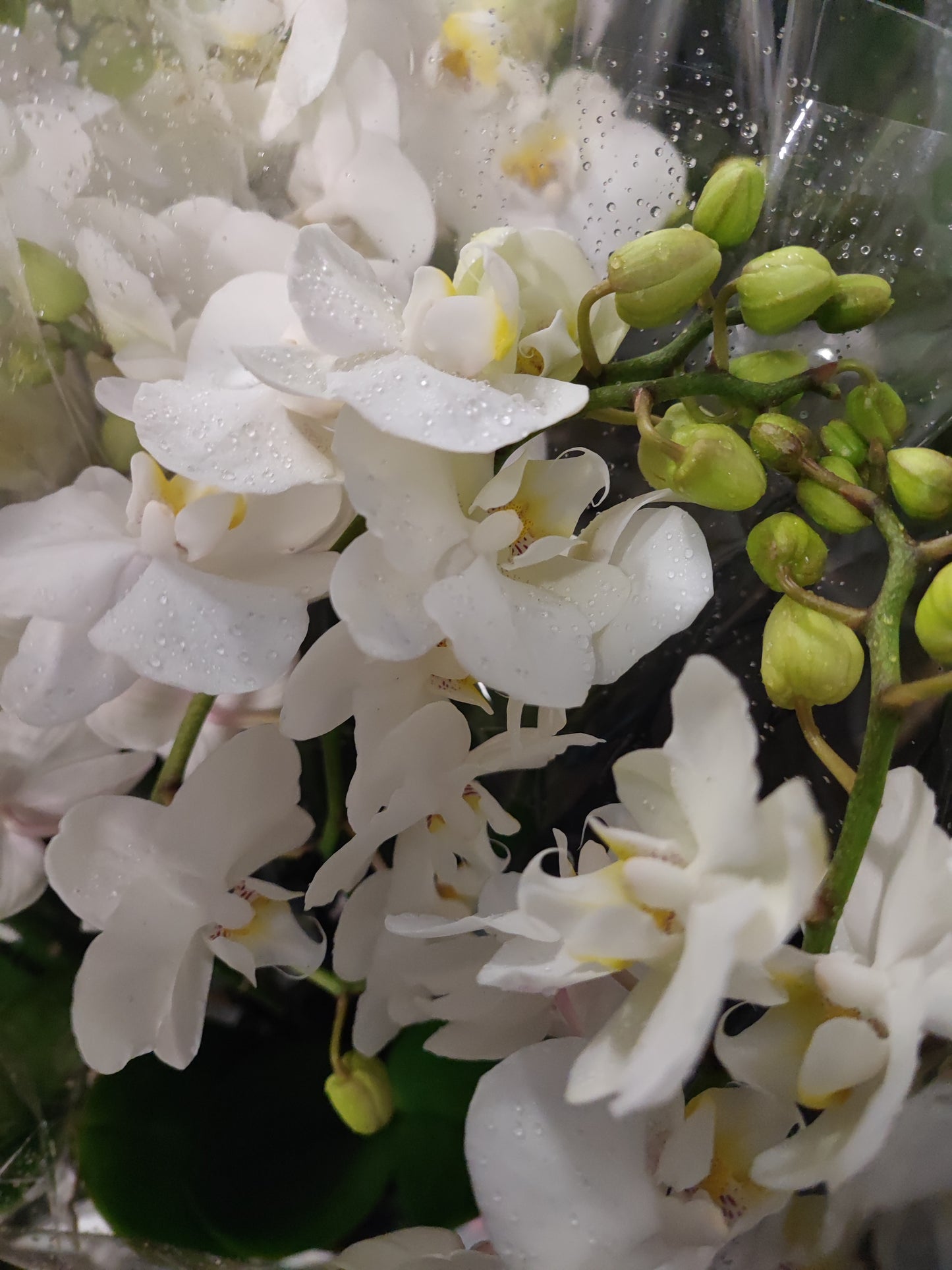 Orchidea phalaenopsis