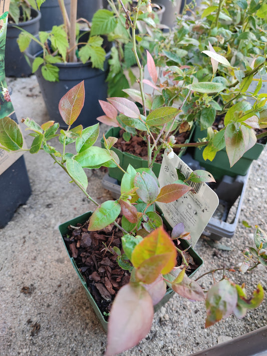 Vaccinium corymbosum Reka