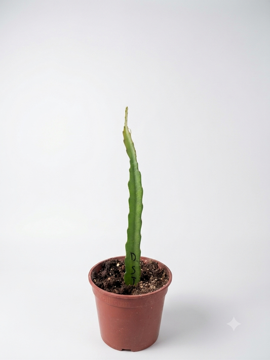 Pitaya (frutto del drago)