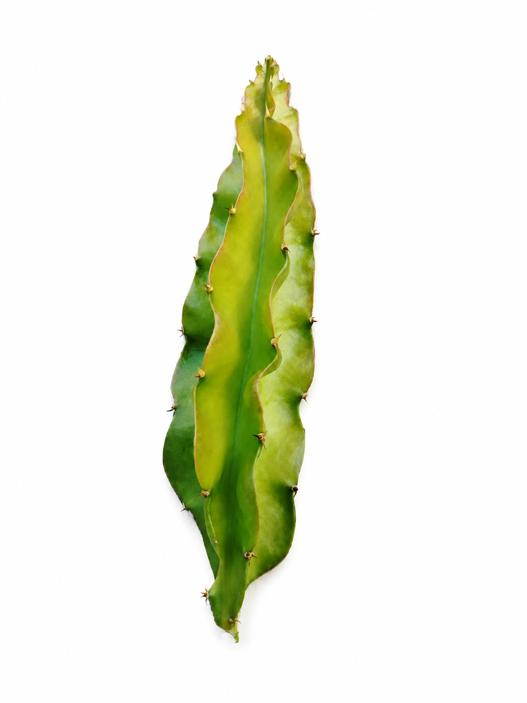 Talee di pitaya 20/30 cm