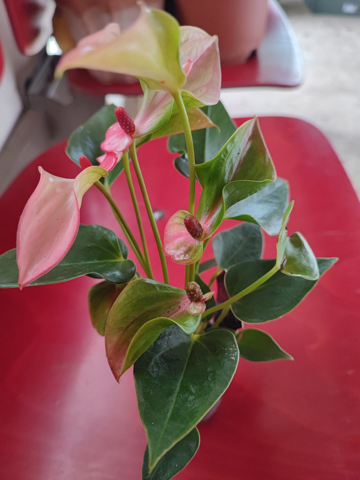 Anthurium