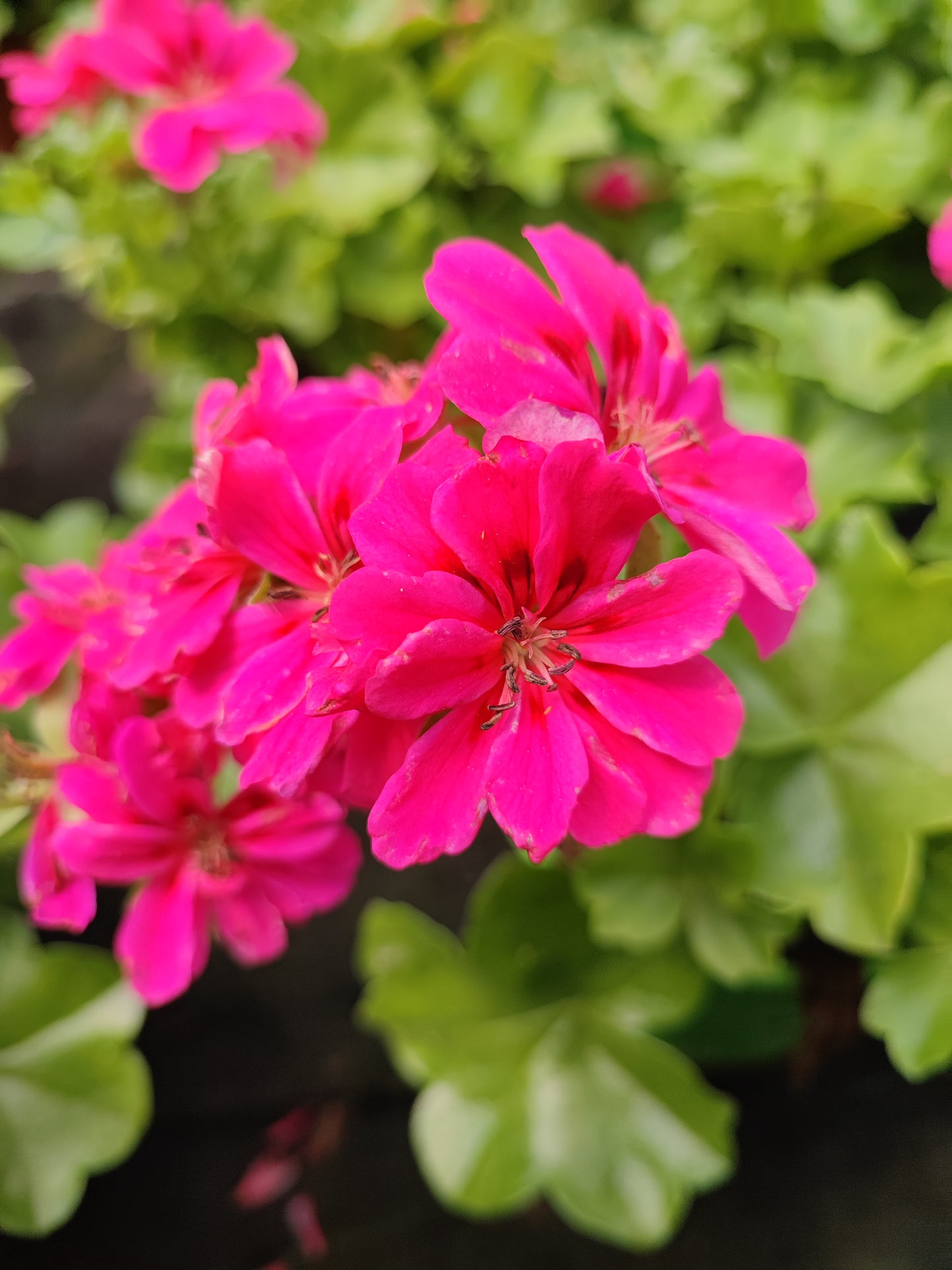 Geranio edera