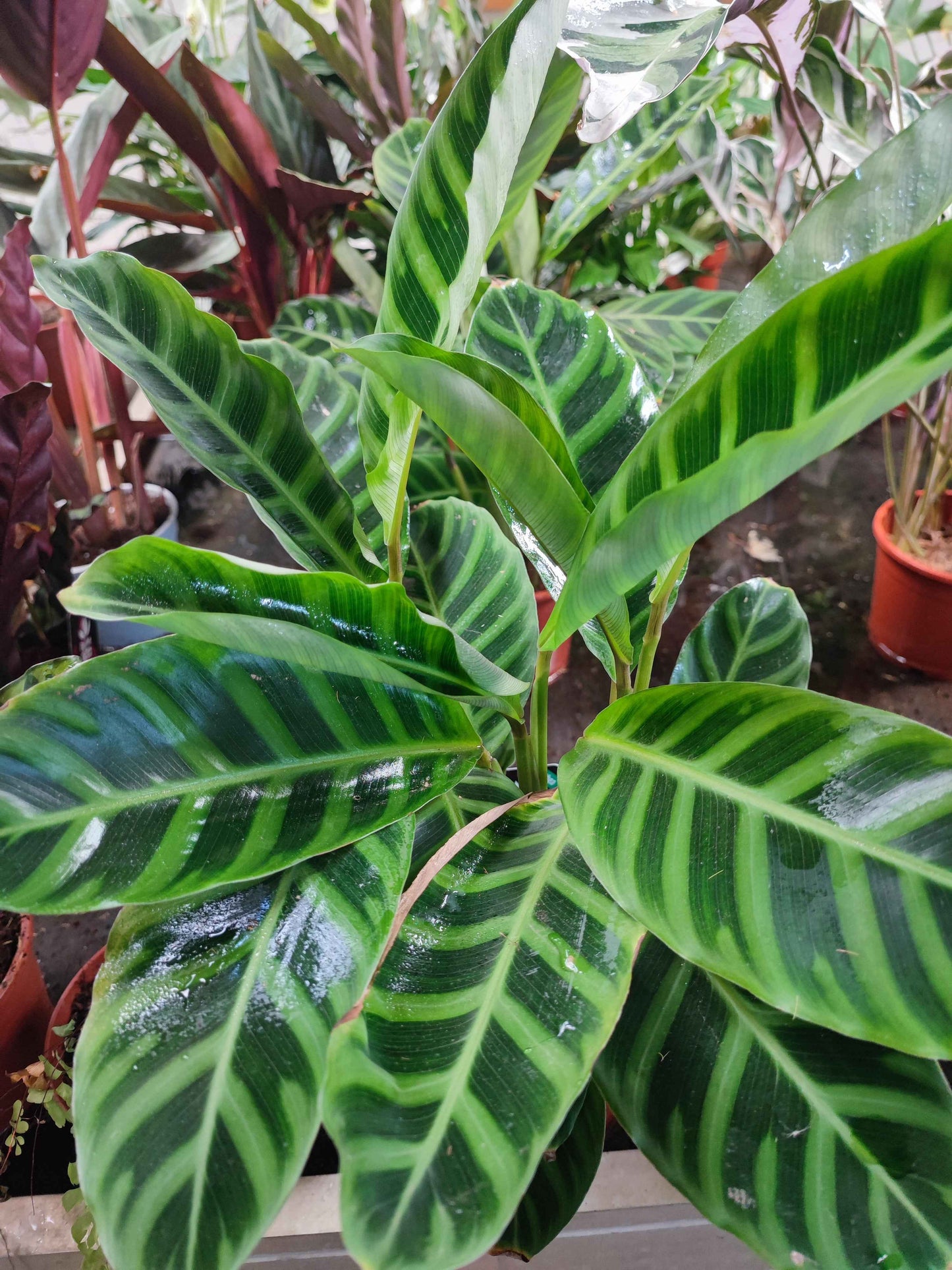 Calathea