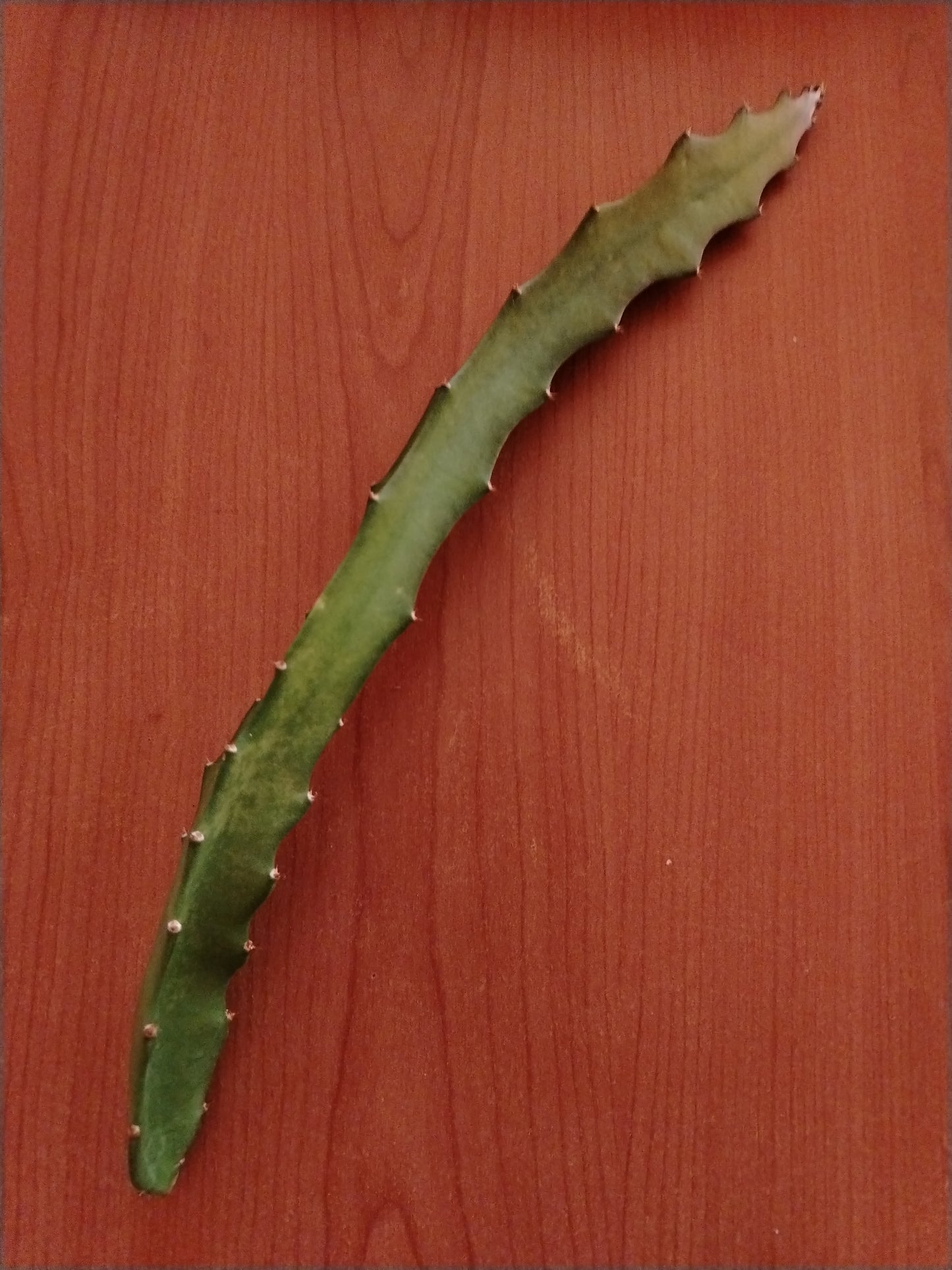 Talee pitaya 30-40 cm