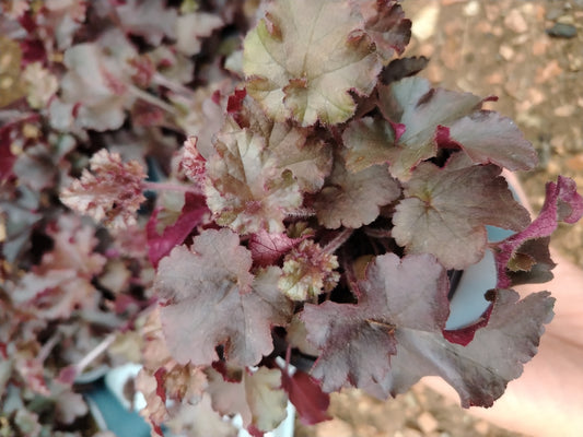 Heuchera