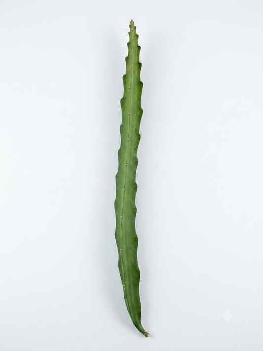 Talee pitaya 30-40 cm