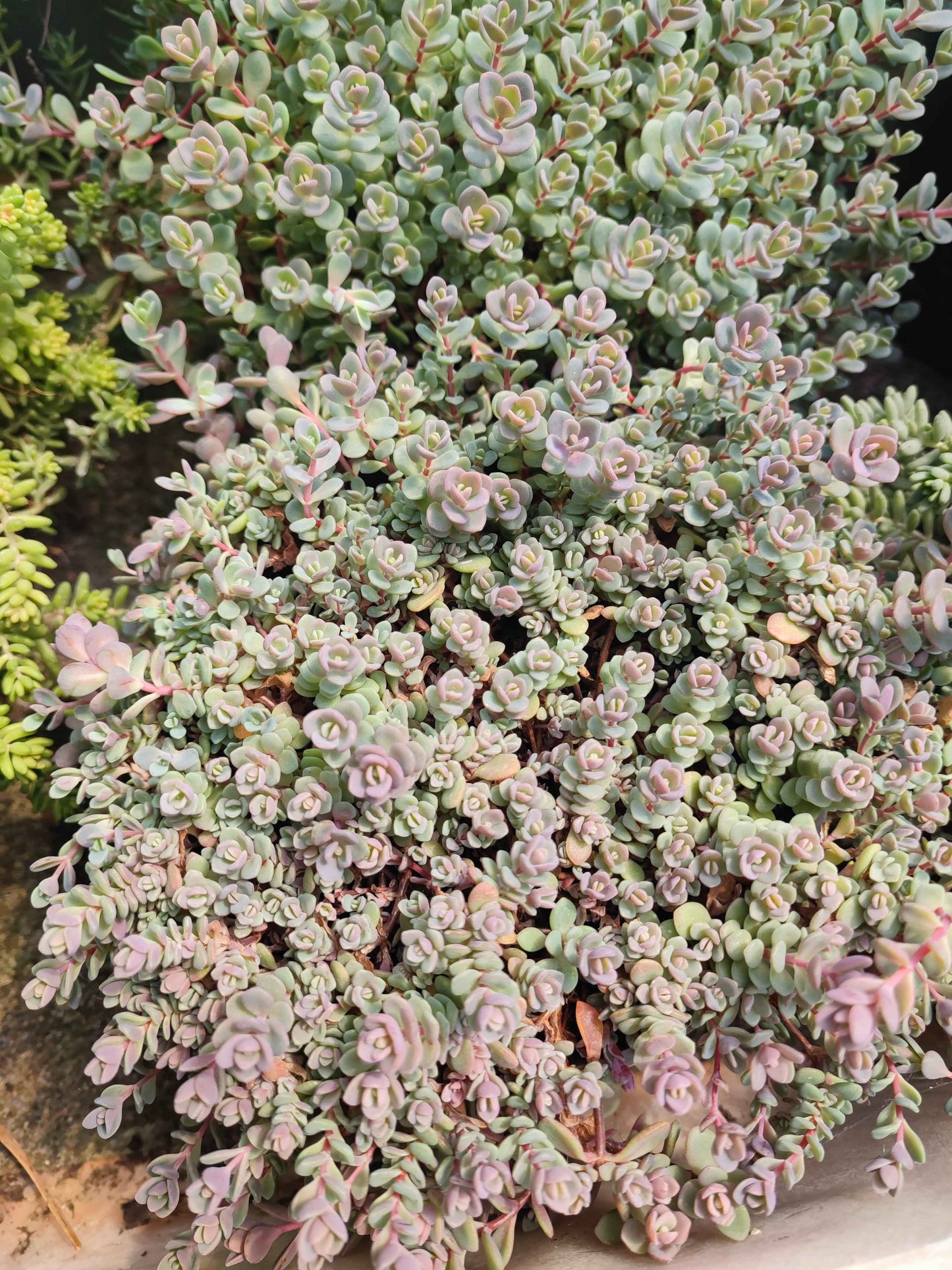 Sedum