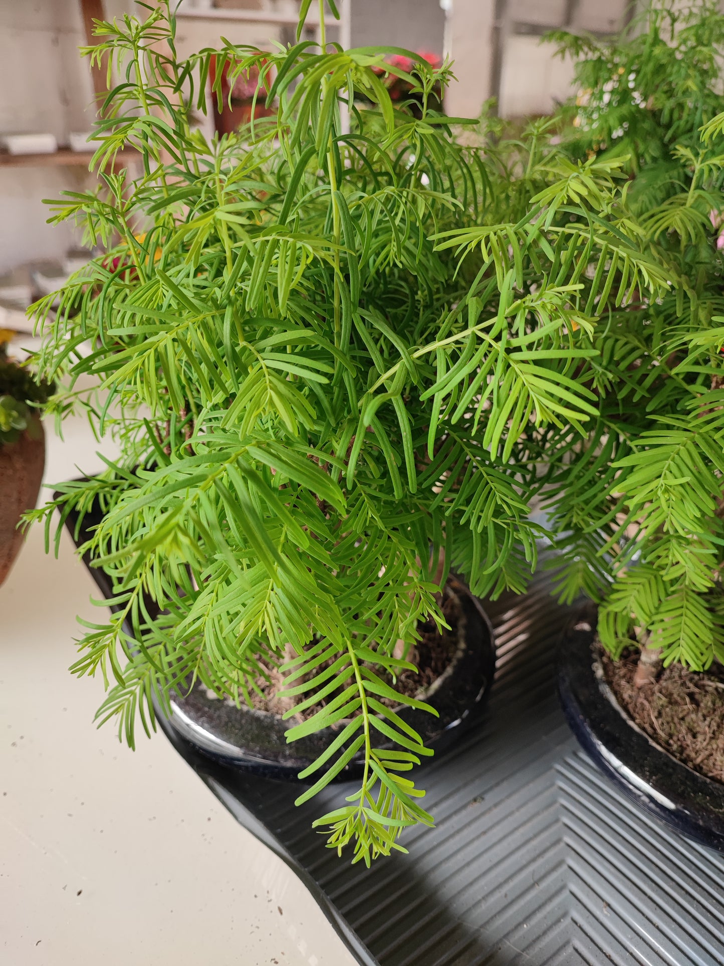 Bonsai metasequoia