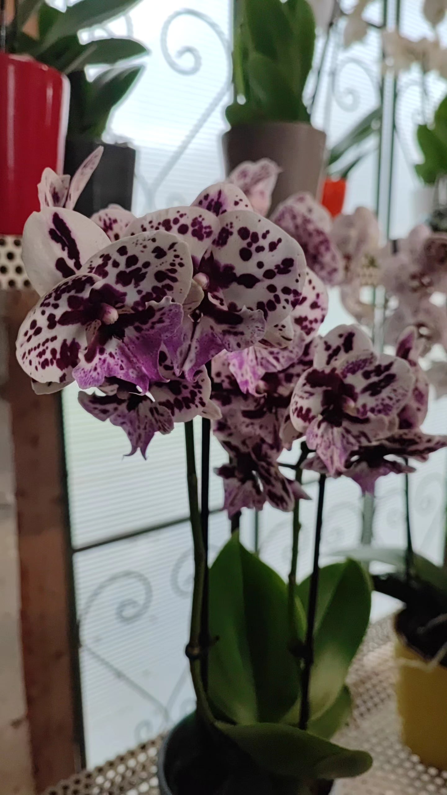 Phalaenopsis 3 steli