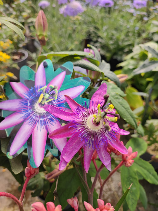 Passiflora