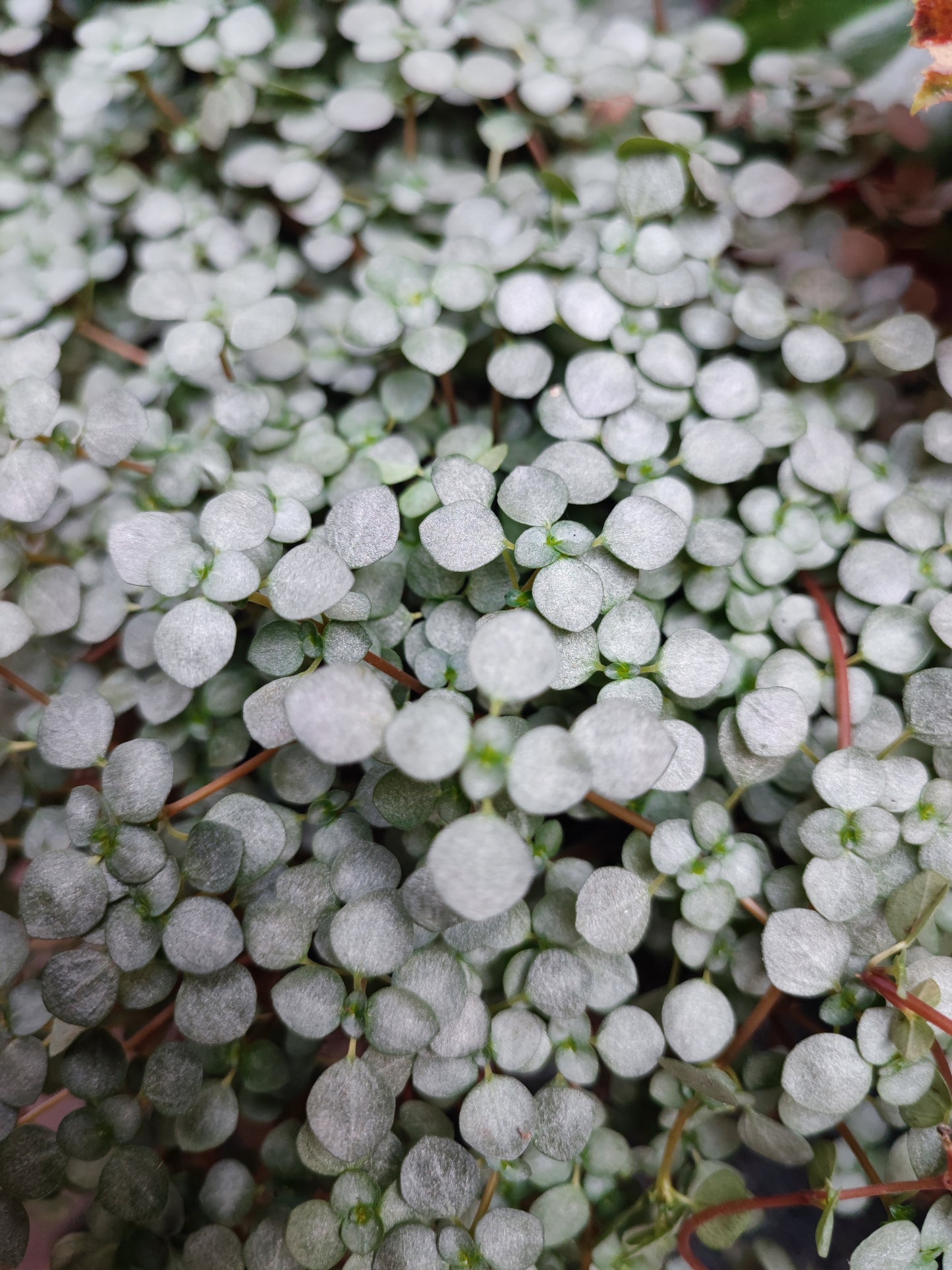 Pilea glaucophylla greyzy