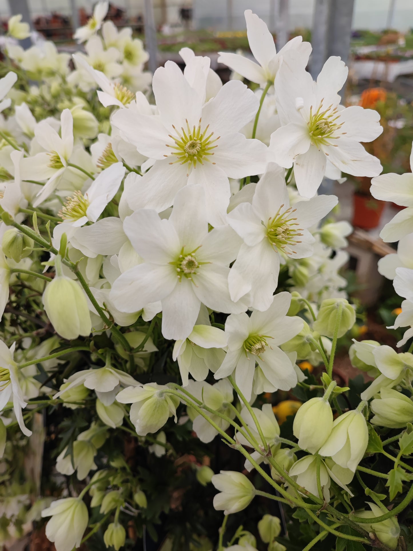 Clematis "Early Sensation"