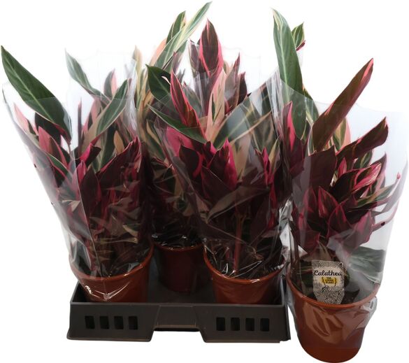 Calathea Triostar
