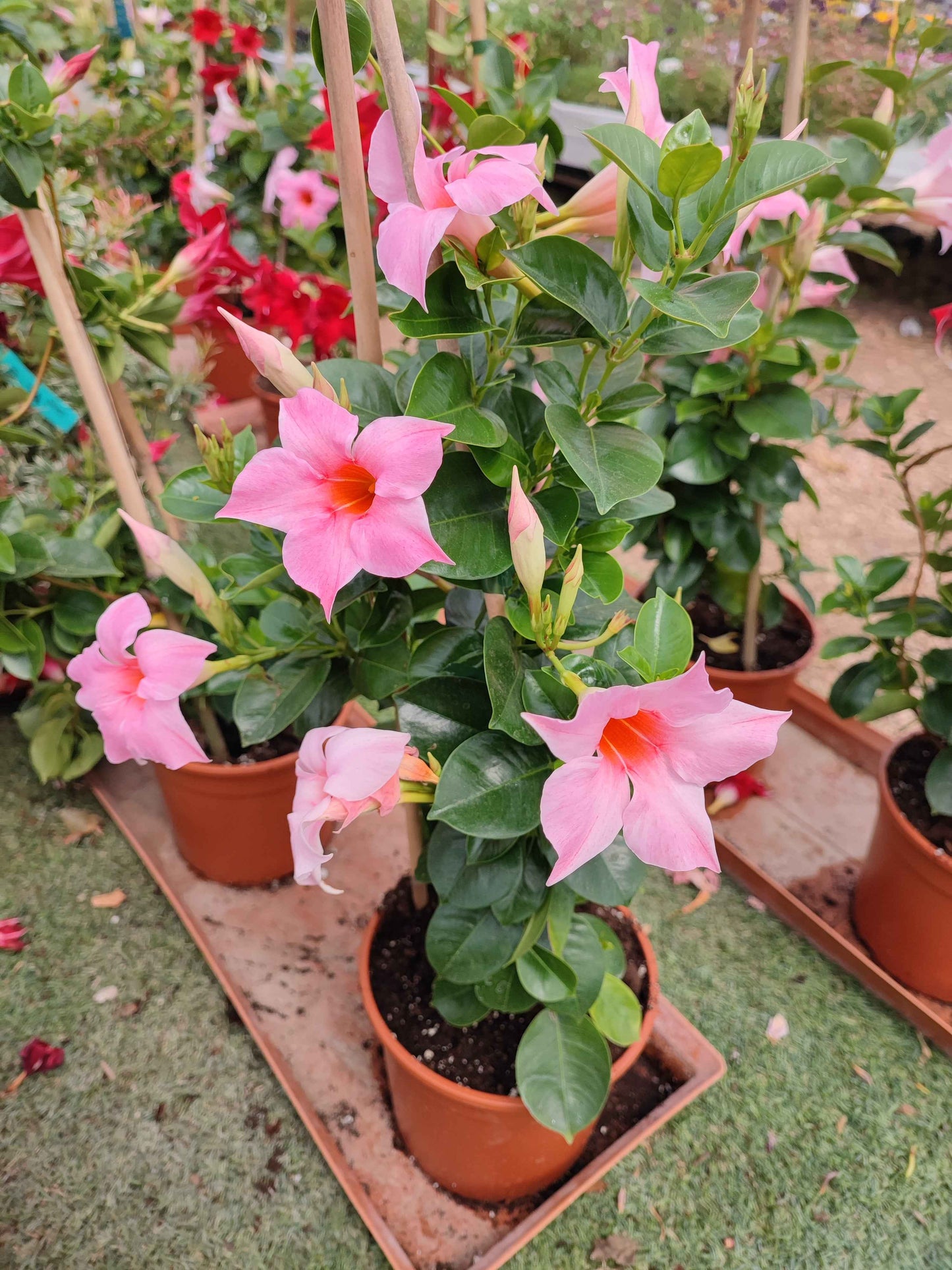 Dipladenia