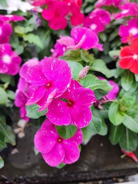 Vinca