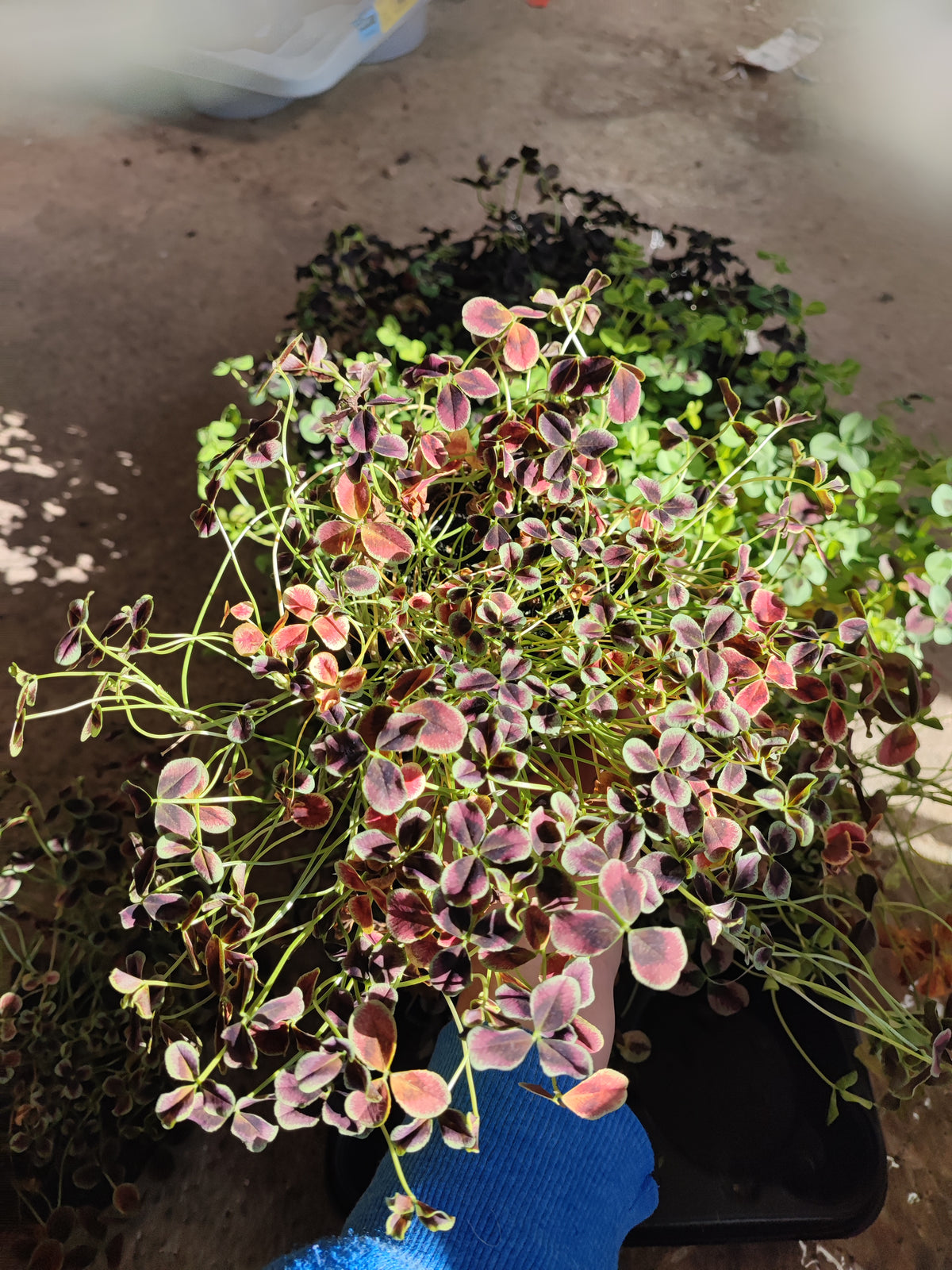 Trifolium repens