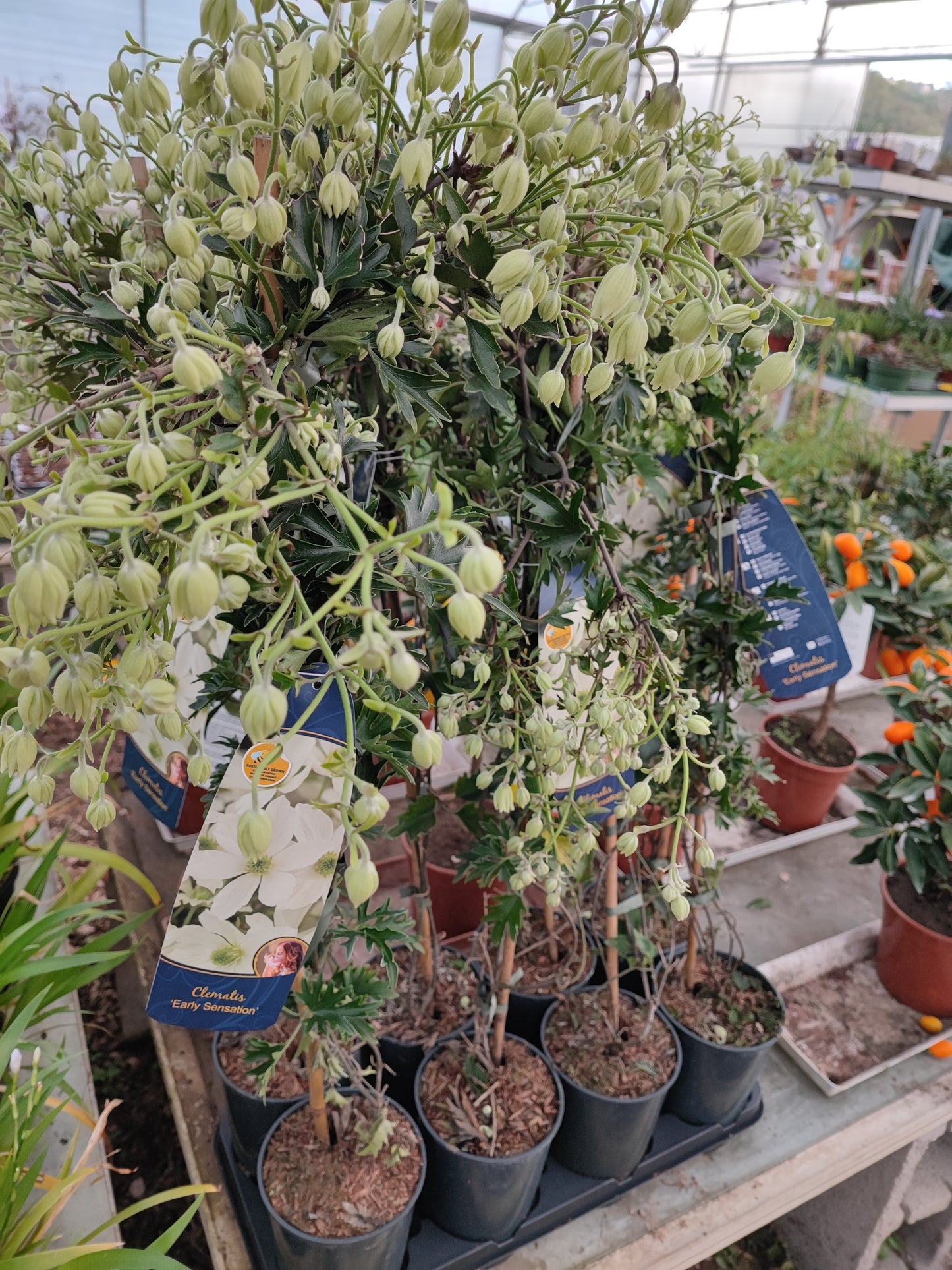 Clematis "Early Sensation"