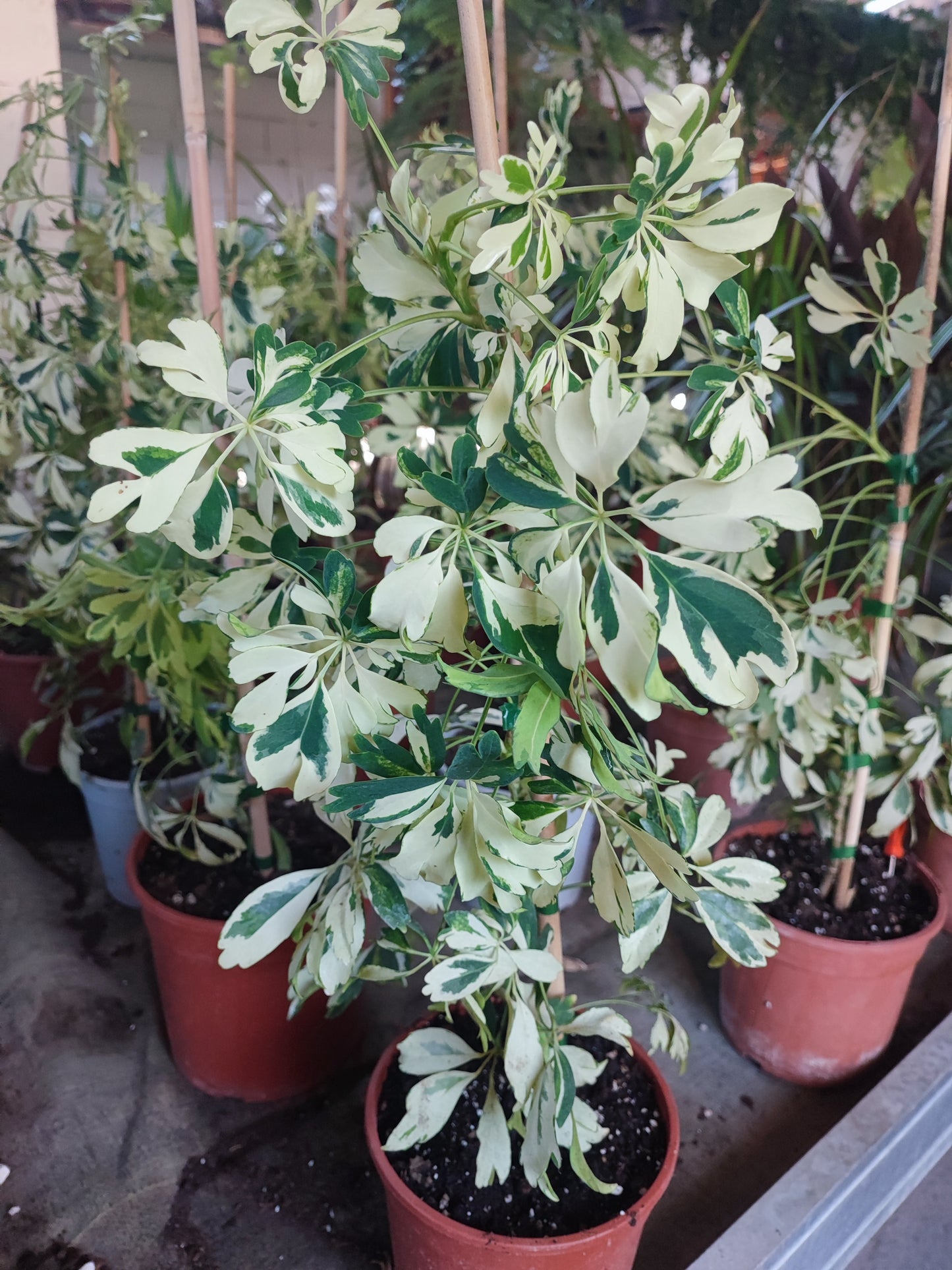 Schefflera