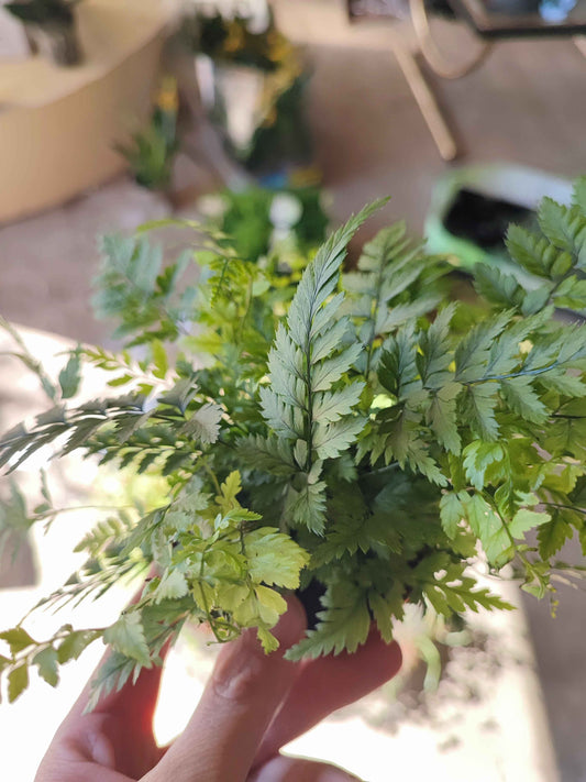 Athyrium