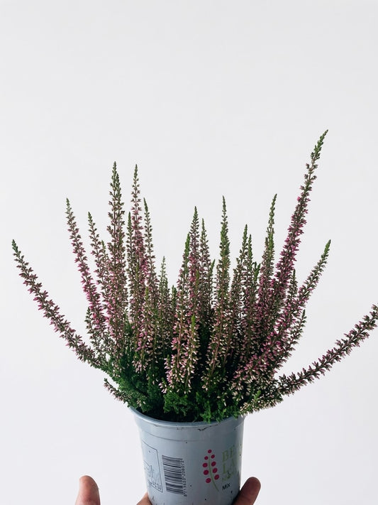 Calluna vulgaris