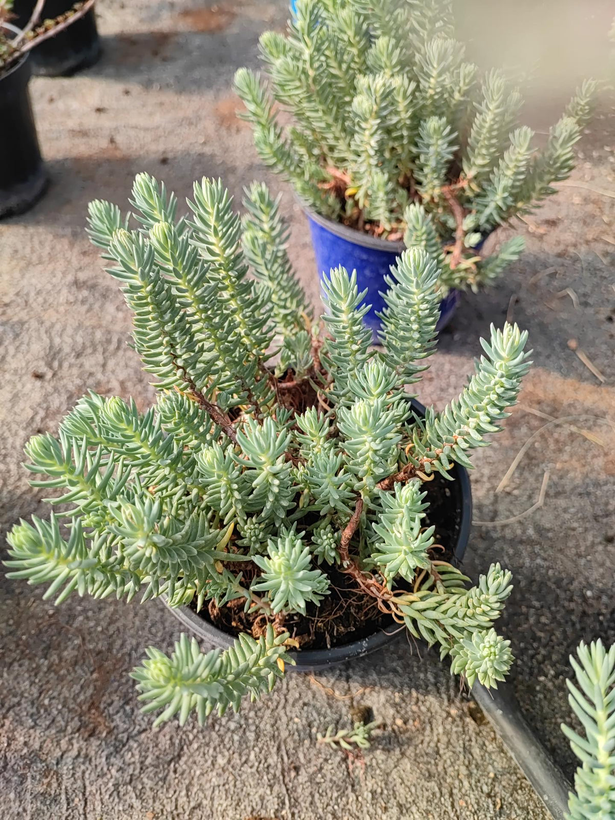 Sedum reflexum
