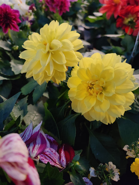 Dahlia