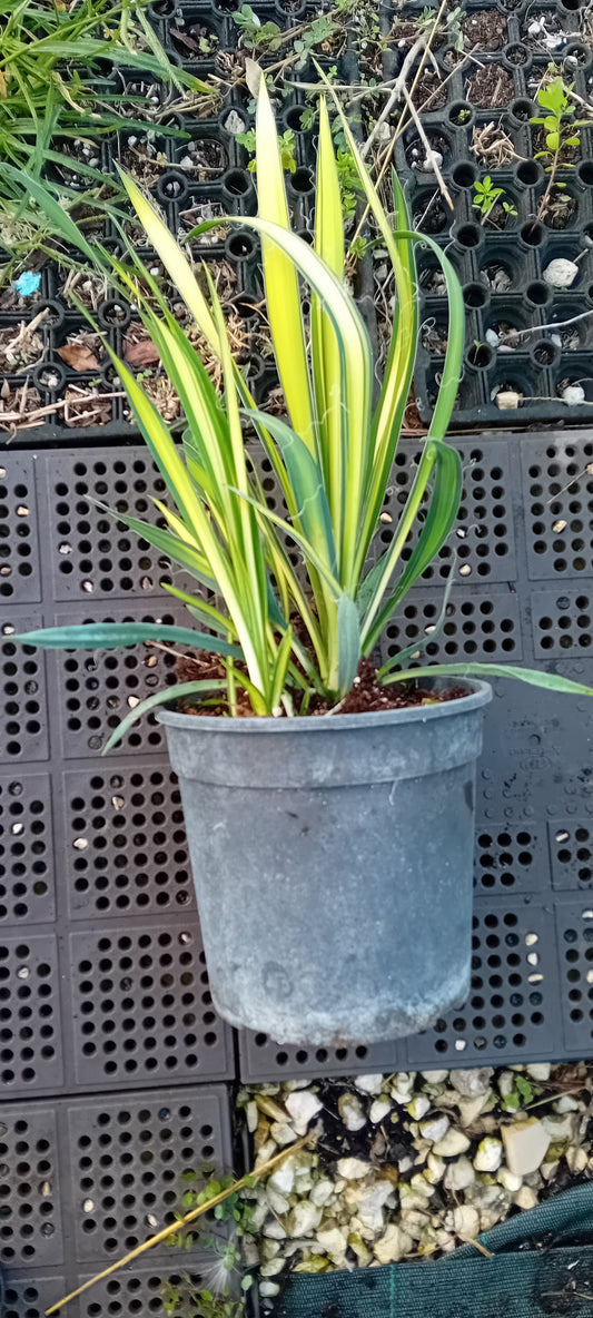 Yucca fillamentosa golden guard