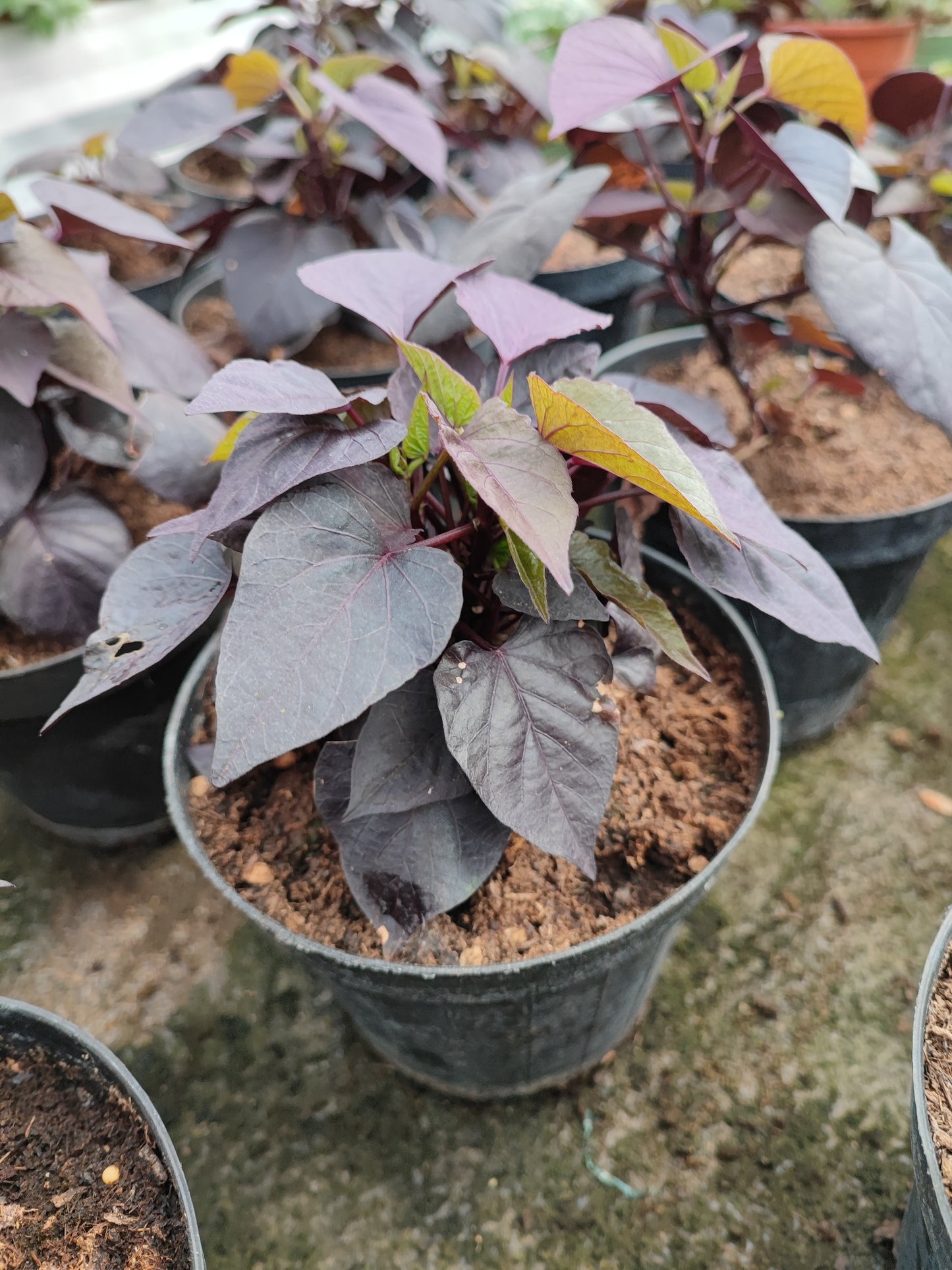 Ipomoea black tone