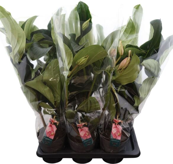 Medinilla magnifica - Valmaflor