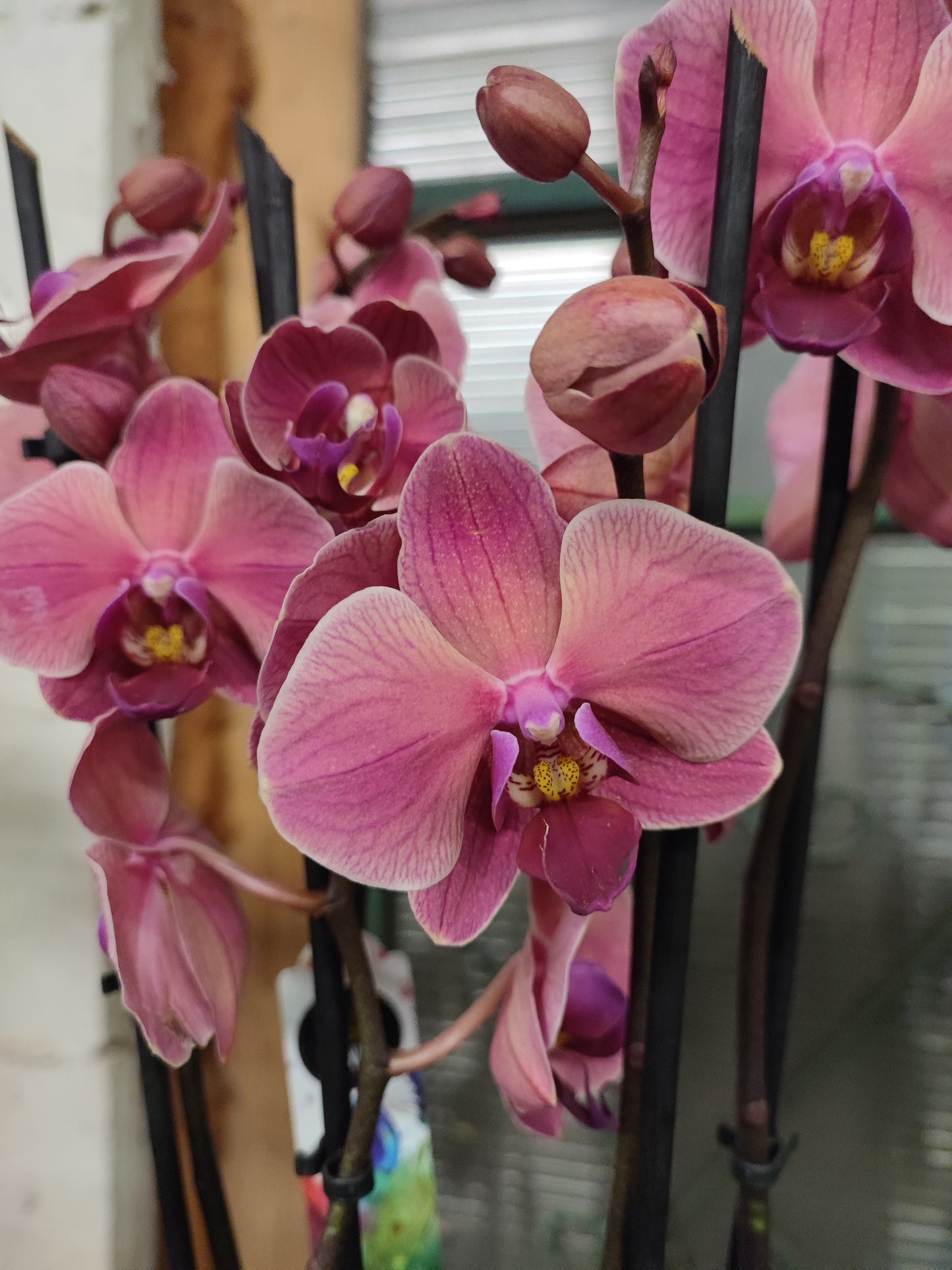 Phalaenopsis 4 steli