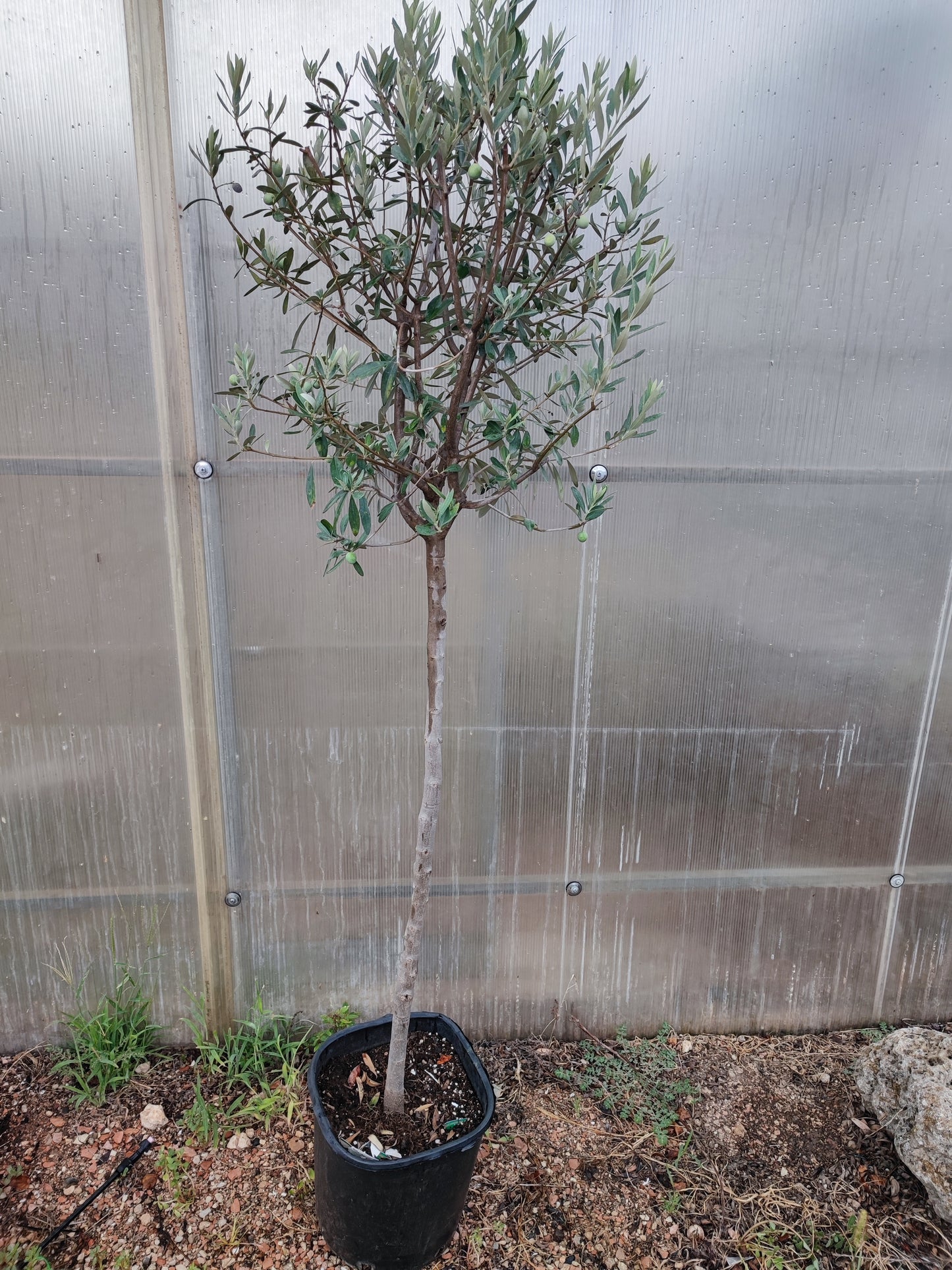 Ulivo, olea europea