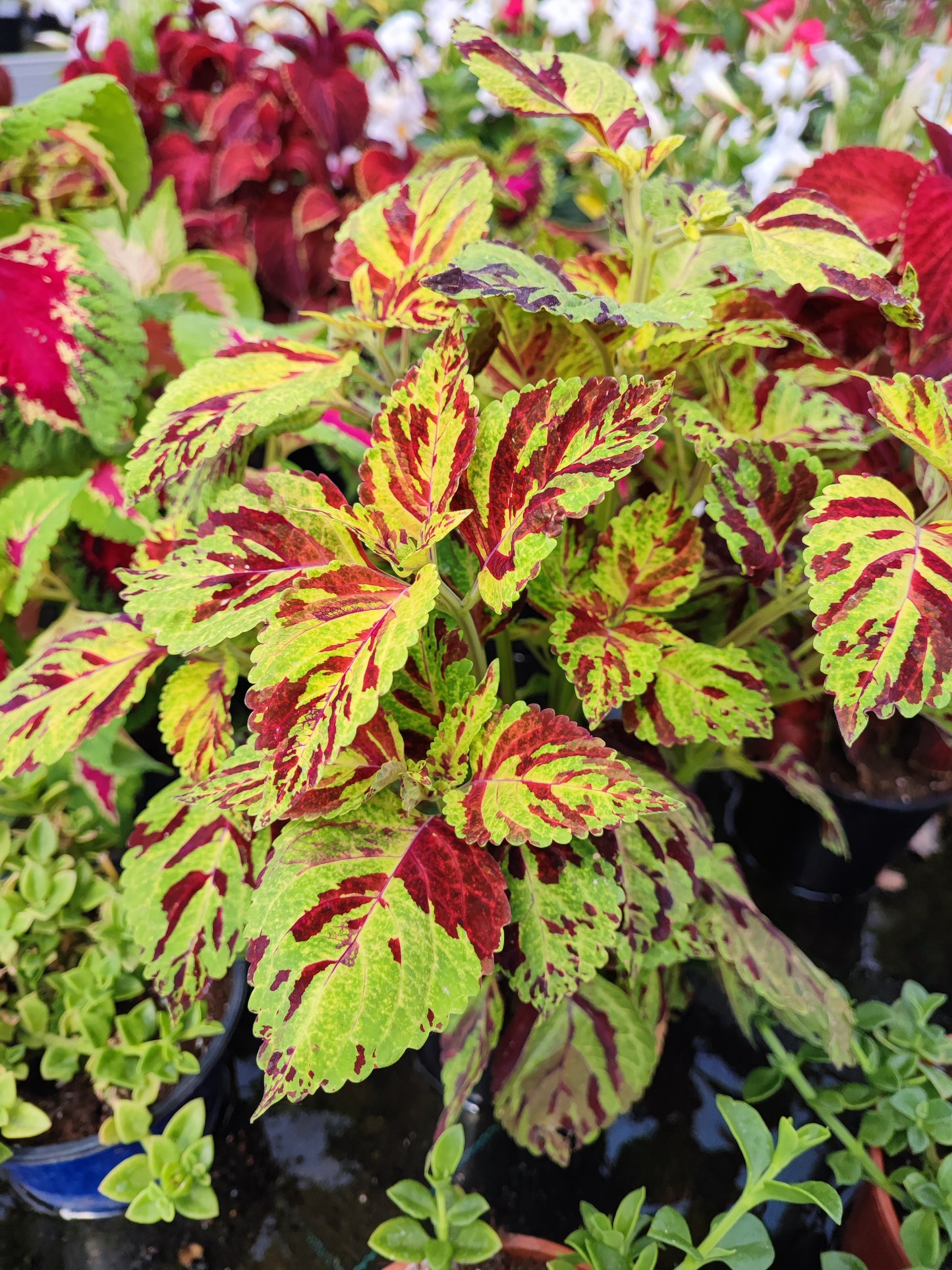Coleus